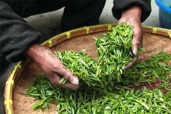 プロが教える狭い庭やベランダで収穫量を倍増する高低差植物の組み合わせ方