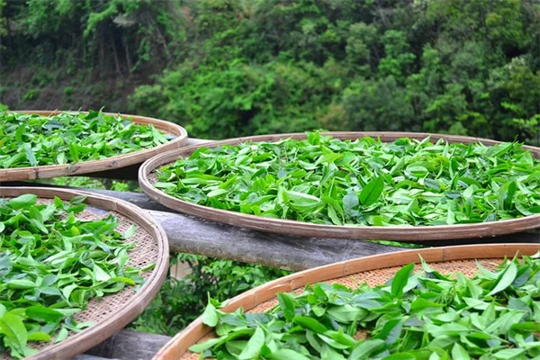 夏でも涼しい気候の野菜を守る5つの方法、猛暑対策の実践コツ