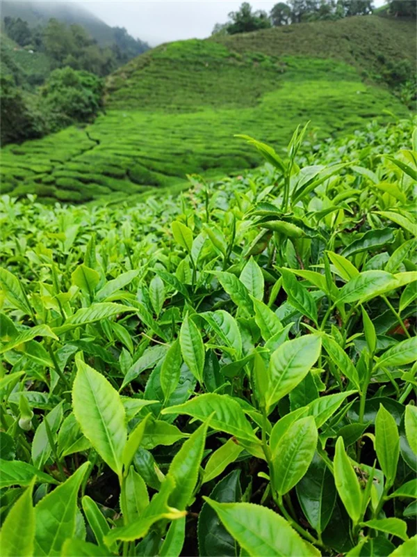 【冬の室内植物】おすすめ5選！上手な選び方と育て方