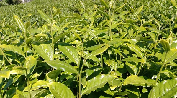 レモンの木の4月の手入れ：5つのタスクで実を守ろう