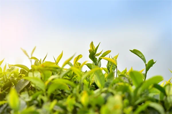 ハイジ・クラムの冬の花束を自宅で再現する方法