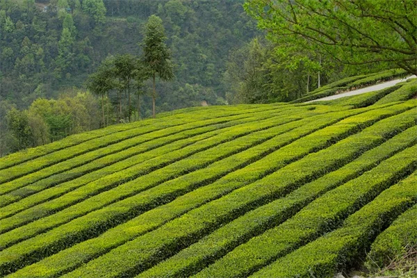 春の庭掃除はいつ始める？花粉媒介者を守る正しいタイミングと方法