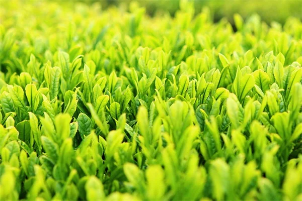 鉢植え多年草野菜7選｜私がベランダで実践する育て方のコツ