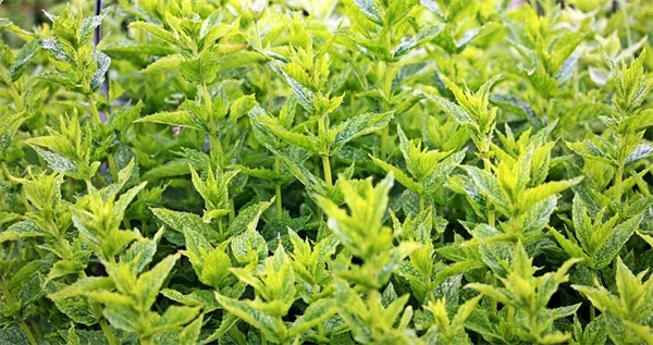 湿った土と日陰でも育つ植物の選び方【実践ガイド】